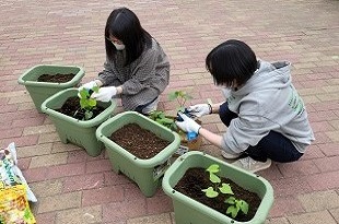 別府駐輪場アサガオ花植え作業