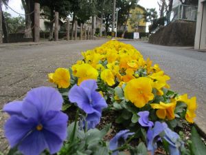 パンジーの写真