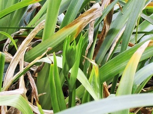 シャガのつぼみ