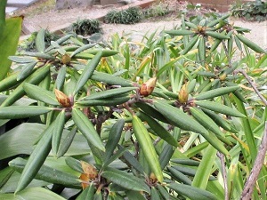 シャクナゲのつぼみ