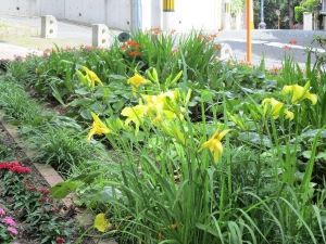 ヘメロカリス、モントブレア