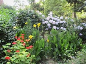 ゼラニュウム、カンナ、アジサイ