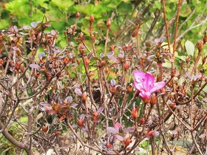 ツツジのつぼみ