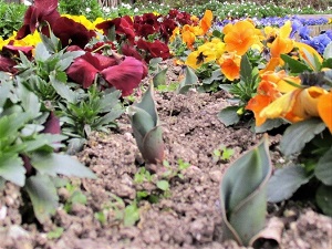 チューリップのつぼみ