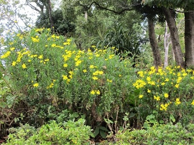 ユリオプスデージー