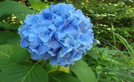 山に咲くあじさい