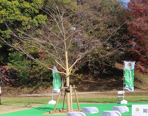 市民共働による桜の植樹