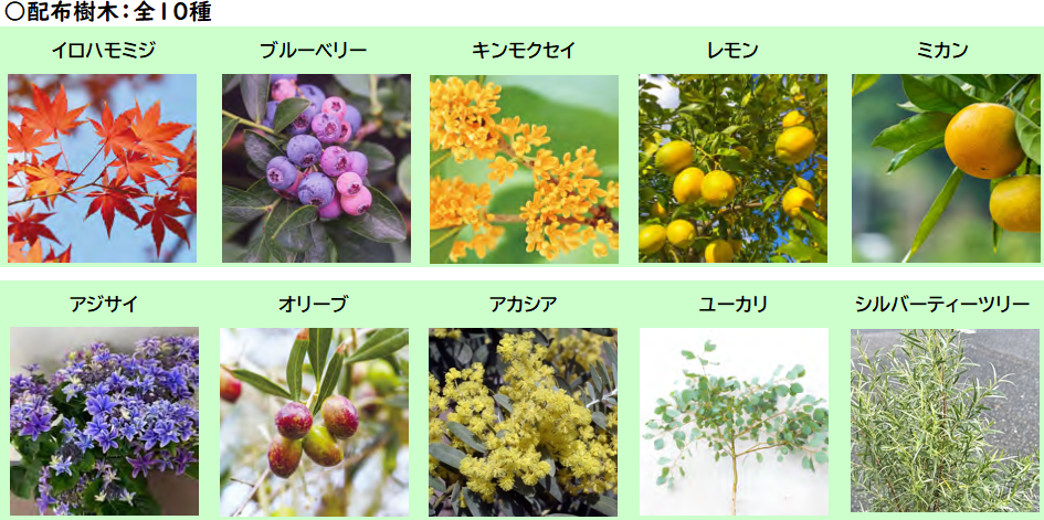 配布樹木10種から1種を選ぶ