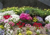 梅１花クラブの花壇の様子