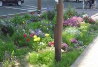 グリーンファームの花壇の様子