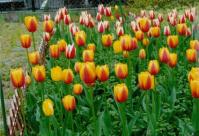 小林第三ことぶき会の花壇の様子