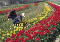 のらくろかいの花壇の様子