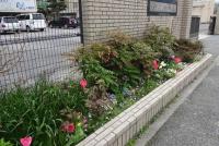 フラワーアップ内野実行委員会の花壇の様子