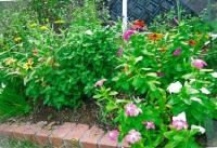 みんなの花の花壇の様子