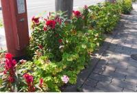 やすかば食堂の花壇の様子