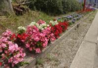 鎧坂活性化推進会の花壇の様子