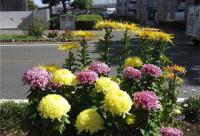 レークヒルズ野多目花の会の花壇の様子