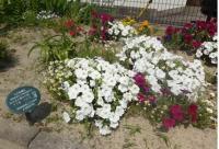 若竹会次郎丸公園フラワークラブの花壇の様子