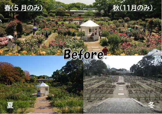 現在のバラ園の写真（Before）