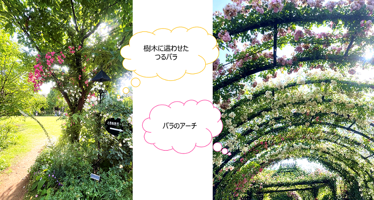 構造物とバラのイメージ画像