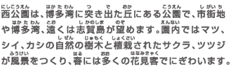 西公園は、博多湾に突き出た丘にある公園で、市街地や博多湾、遠くは志賀島が望めます。園内ではマツ、シイ、カシの自然の樹木と植栽されたサクラ、ツツジが風景をつくり、春には多くの花見客でにぎわいます。
