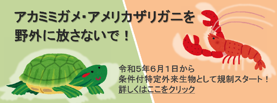 アカミミガメ・アメリカザリガニを野外に放さないで！