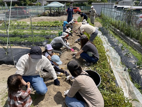 バレイショの収穫