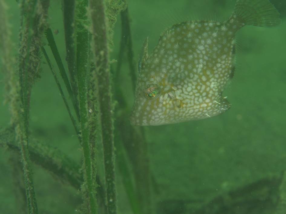 あみめはぎの写真