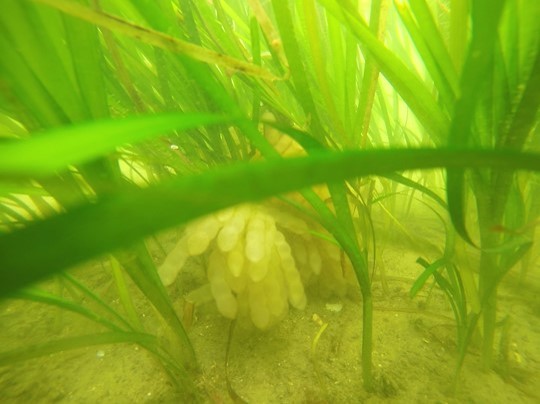 アオリイカの卵塊の写真