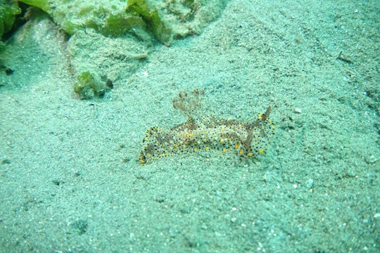 ヒカリウミウシの写真