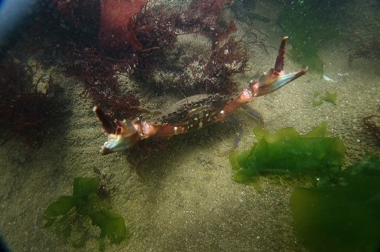 イシガニの写真