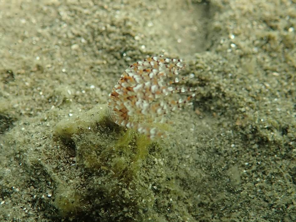 けやりむしの写真