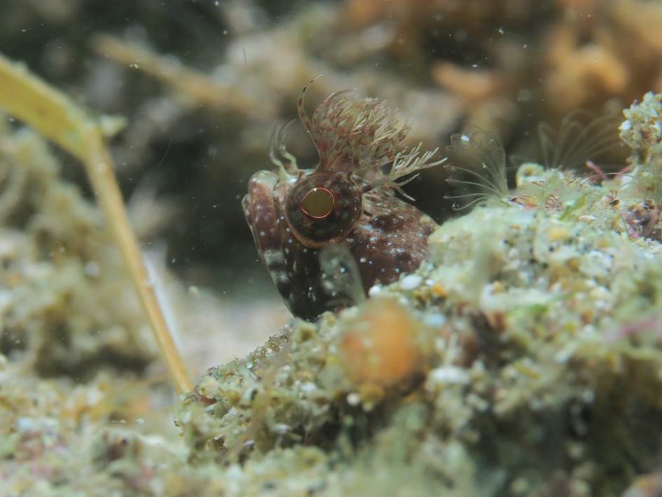 こけぎんぽの写真