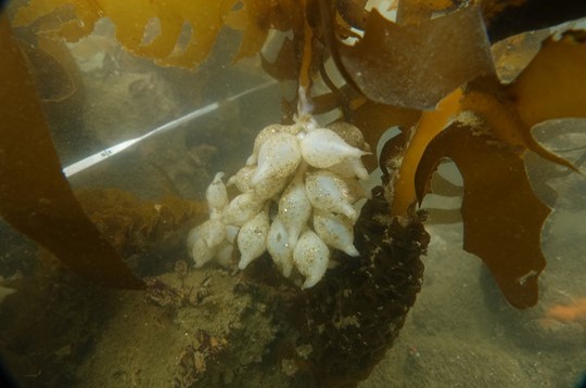 コウイカの卵塊の写真