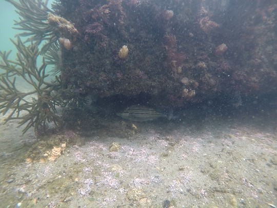 シマイサキの写真