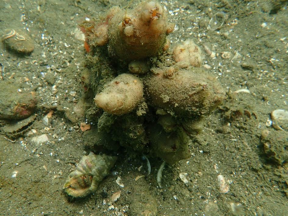 しろぼやの写真