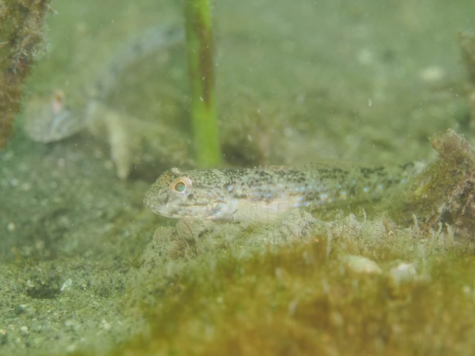 すじはぜの写真