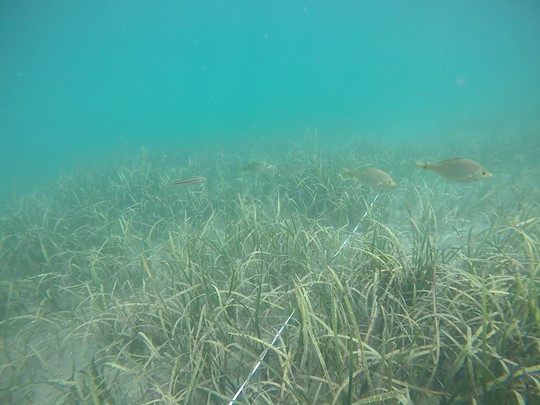 ウミタナゴの写真