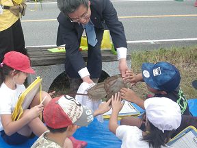 小学生がカブトガニを触る様子の写真