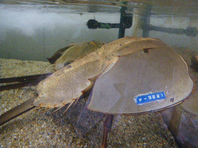 標識タグの付いたカブトガニの写真