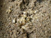 カブトガニの卵の写真２