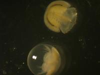 カブトガニの卵の写真１