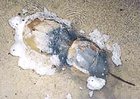 産卵中のカブトガニの様子の写真