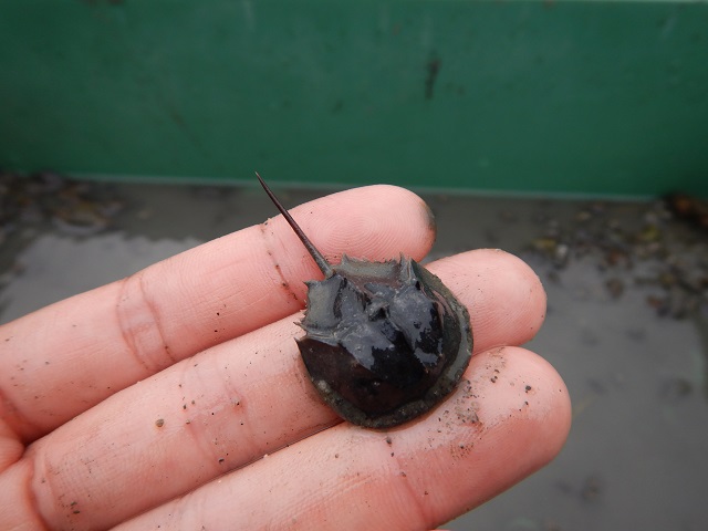 カブトガニの幼生の画像