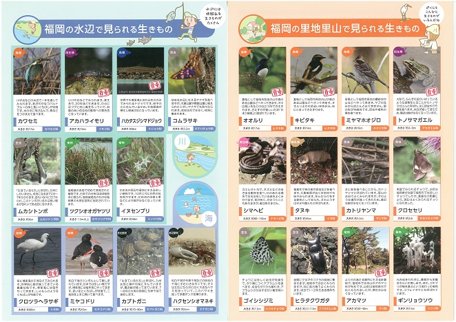 福岡の水辺/里地里山で見られる生きもの 