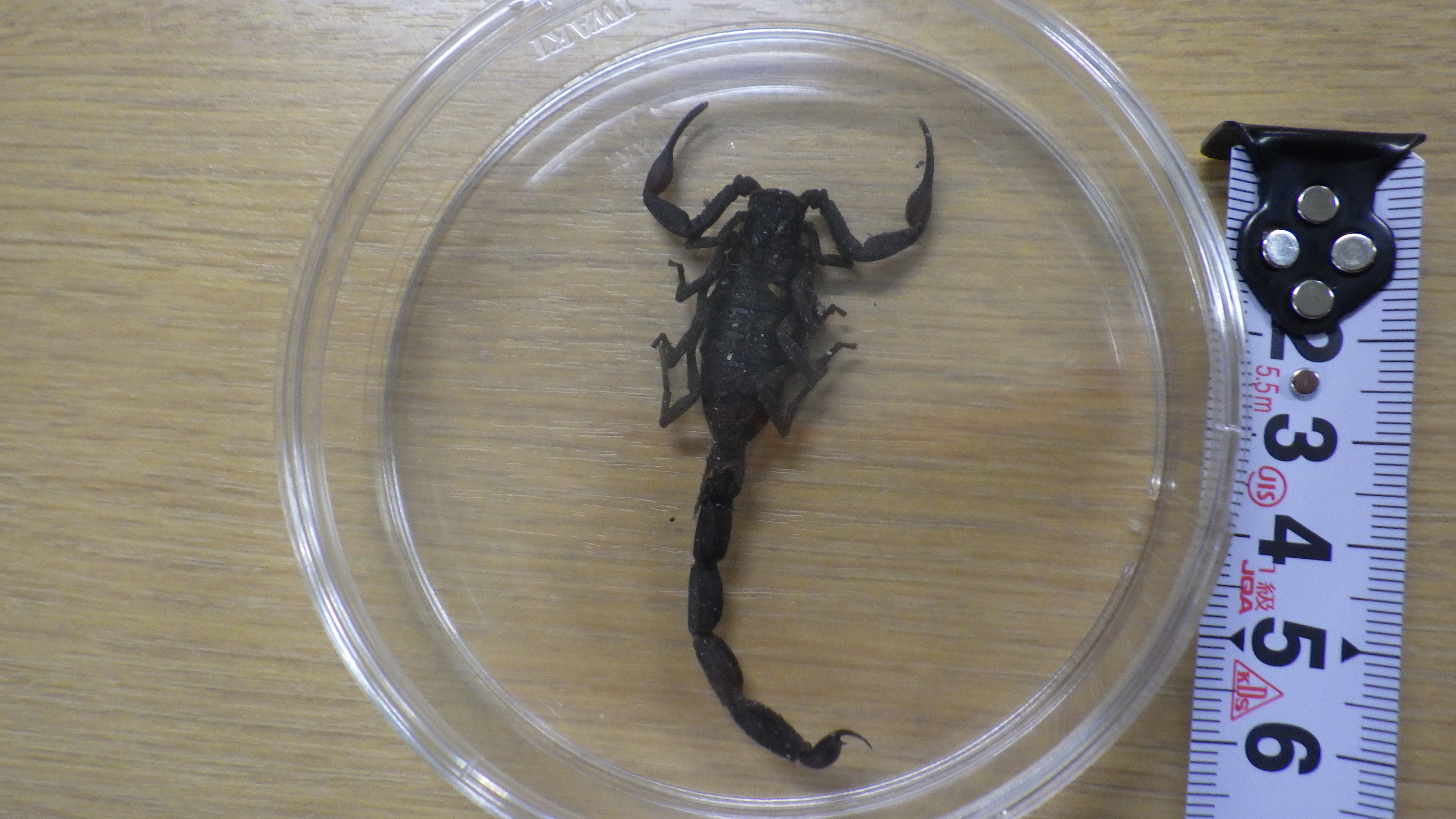 キョクトウサソリ科写真