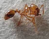 アカカミアリの写真