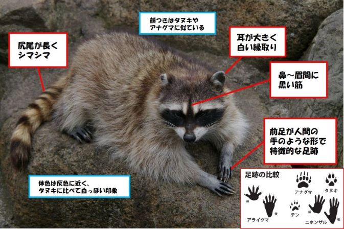 アライグマの特徴を解説する画像.尻尾が長くシマシマ、耳が大きく白い縁取り、鼻から眉間に黒い筋、前足が人間の手のような形で特徴的な足跡、顔つきはタヌキやアナグマに似ている、体色は灰色に近く狸に比べて白っぽい印象。