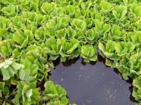 ボタンウキクサの写真