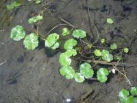 ブラジルチドメグサの写真